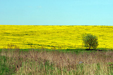 В окресностях ОСТРОВА весною можно было наблюдать прямо-таки прованские пейзажи